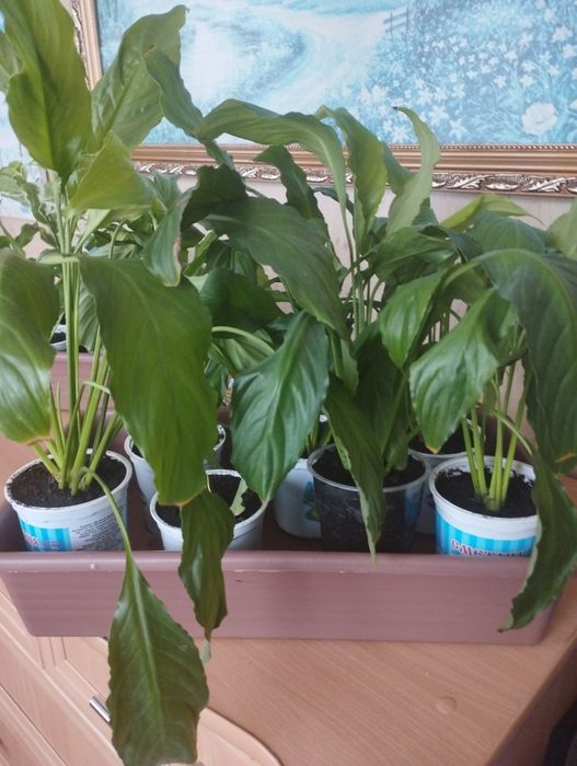 Продам спатифиллумы