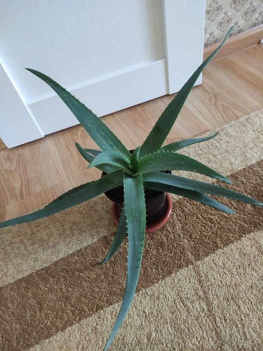 Алоэ лечебное более 3х лет