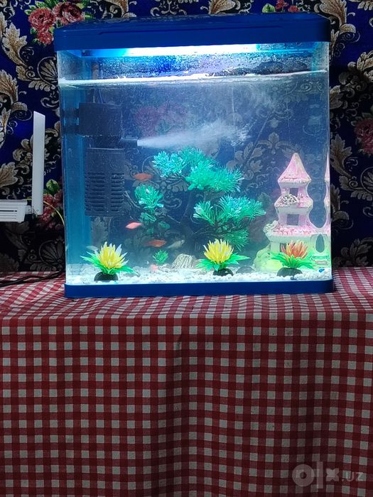 Akvarium sotiladi 30 litrli koplekt sotiladi baliqdan tawqari