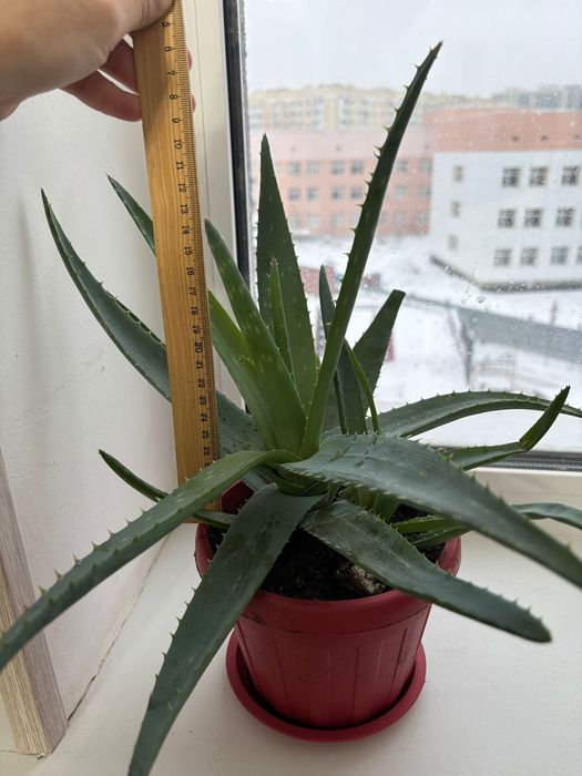 Продам алое вера и алое столетники