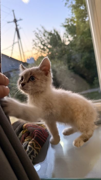 Отдам сиамского котенка