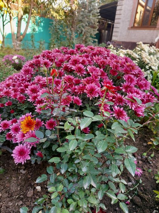 Хризантема отросток саламын.