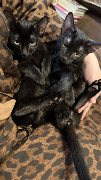 Отдам котят в добрые руки