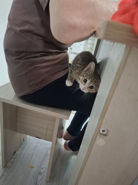 Котенок девочка 3 месяца