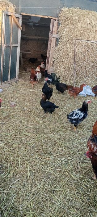 Товук ва хурозлар