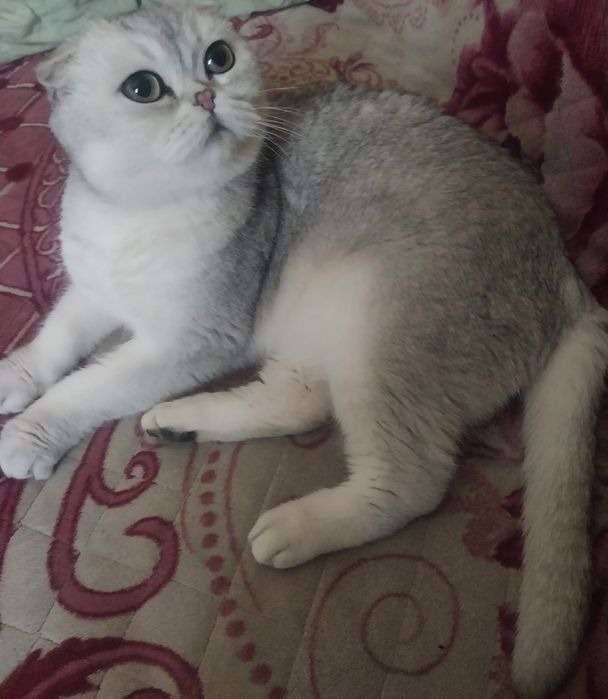 Отдадим кота в хорошие руки.