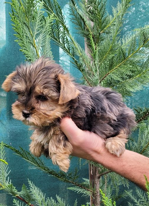 Йоркширски териер-мини !!!