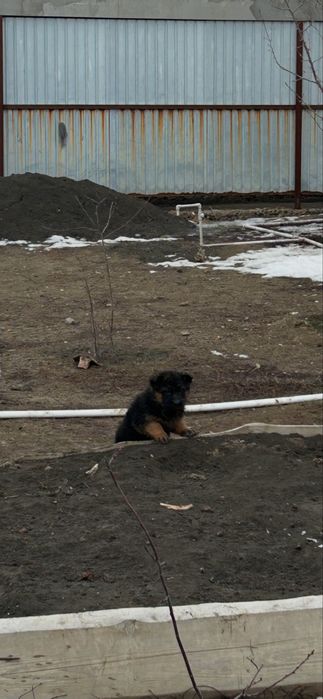 Продается щенок немецкой овчарки(девочка)