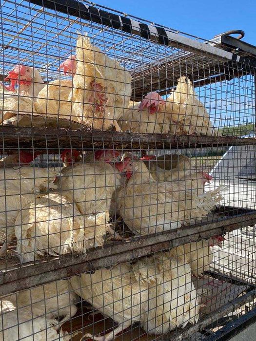 Куры несушки белые