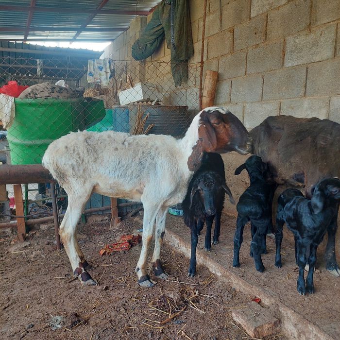 Қой Қошқар   тоқты  Самал-2