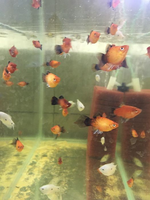 Pesti exotici de acvariu , gupy , xipho , molly, platy etc