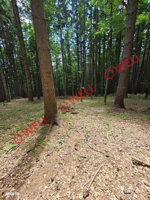 Pădure de vânzare în Vama Buzăului, sat Buzăiel!