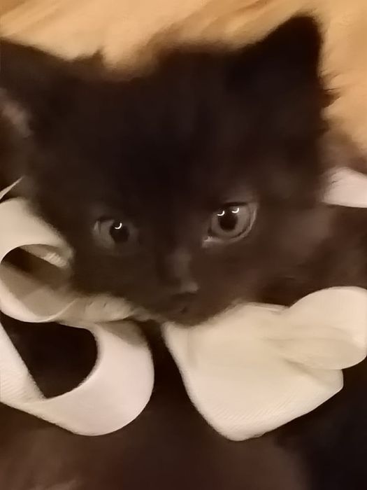 Котята три черных, один полосатый.