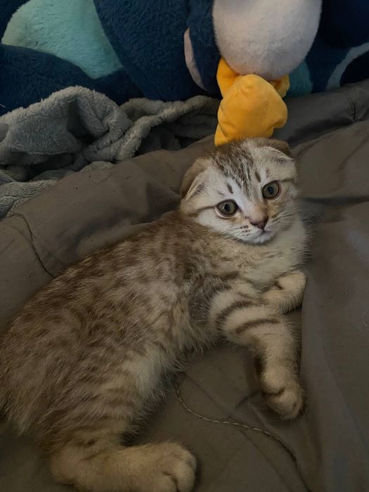 Мальчик скоттиш-фолд