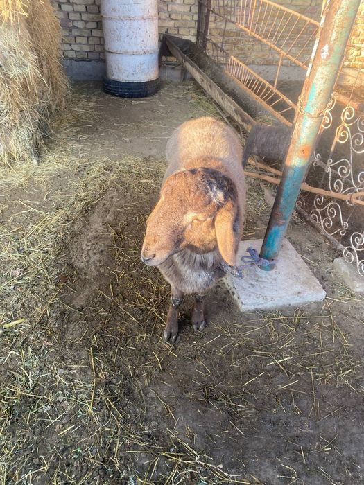 Qazoqi qoʻchqor sotiladi