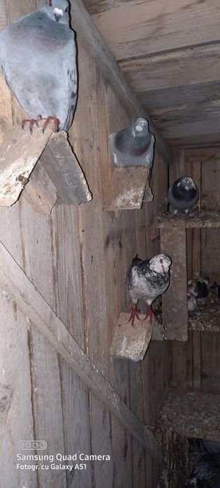 Porumbei de vânzare.