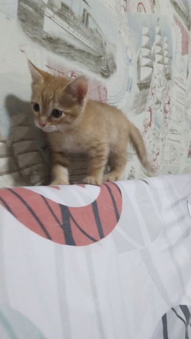 Отдам котенка в хорошие руки
