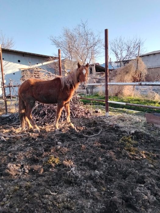 Кабыла двух летка