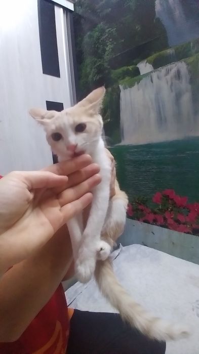 Котята в добрые руки! 4месяца