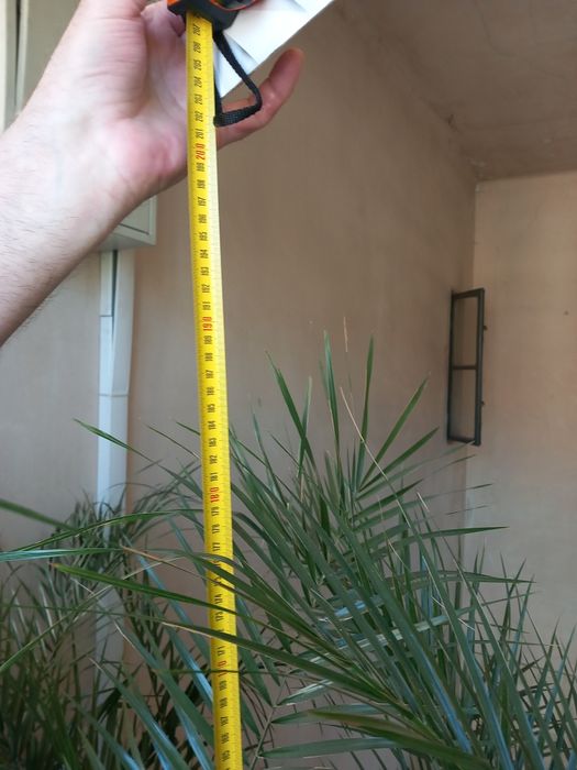 Palmier, palmieri deosebiti, Tenerife  2021, inaltime 1,75m