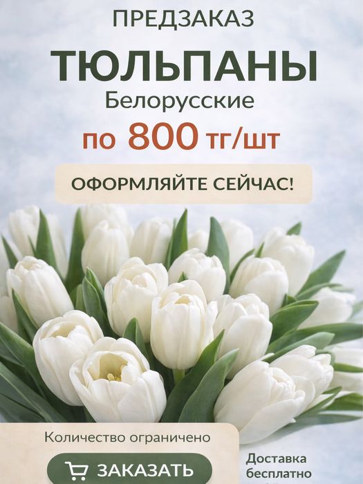Тюльпаны белоруские высота 55-60 см