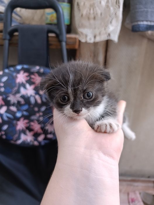Отдам котят в добрые руки