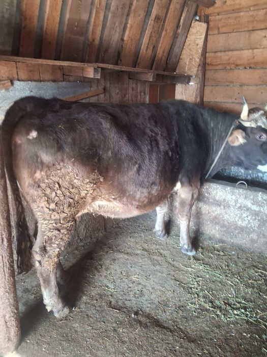 Vand 2 vaci foarte bune