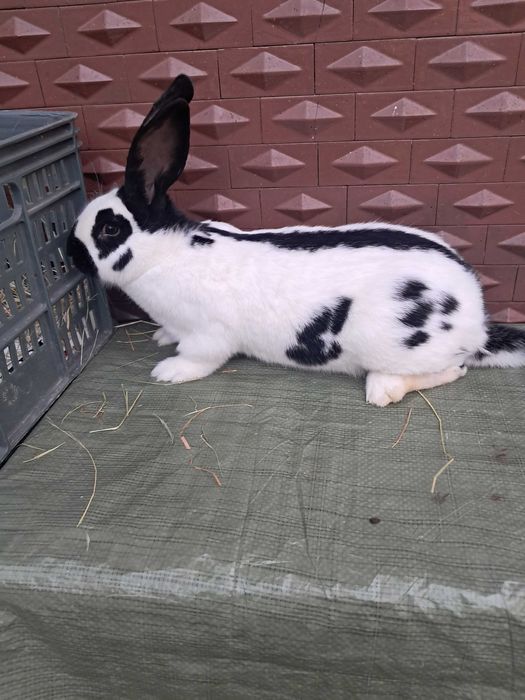 Vand Fluture german rasa pura maturi si pui !