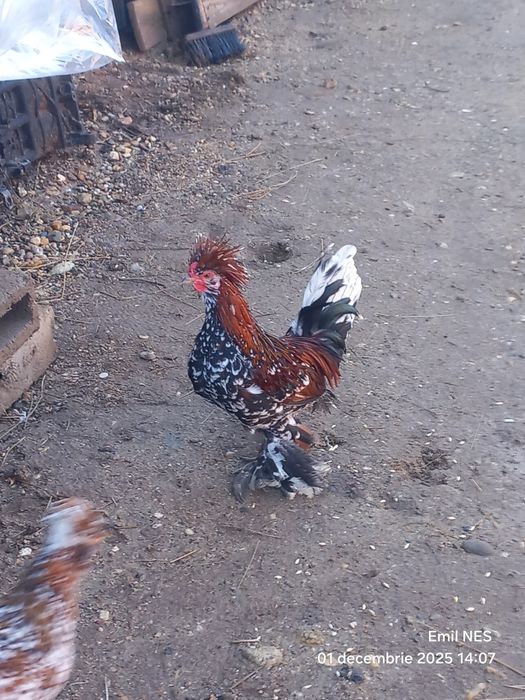 Cocoși struma bantan și wiandote