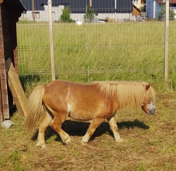 Ponei foarte blând