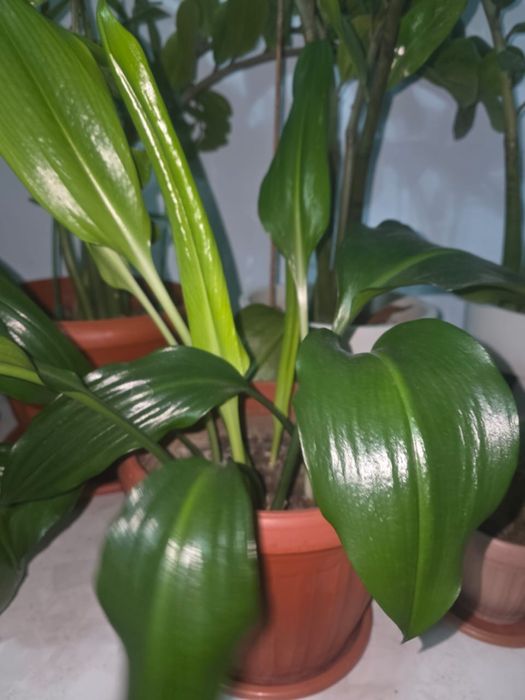 Цветы комнатные срочно