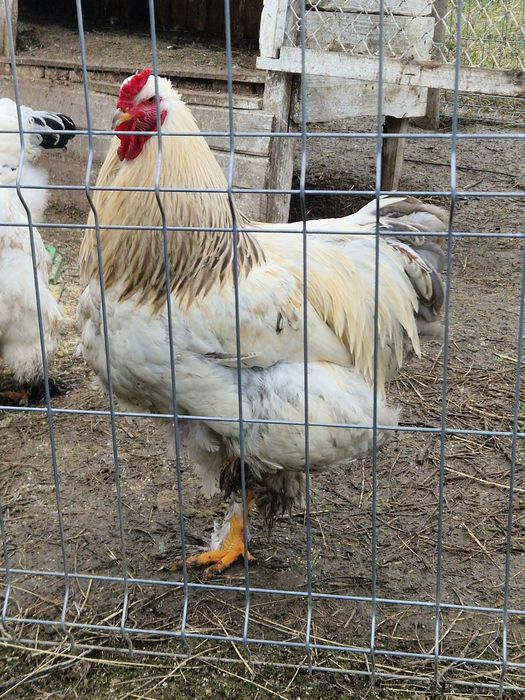 Păsări  de rasa tineri