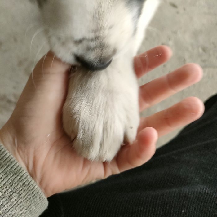 Алабай қаны 50000тнг