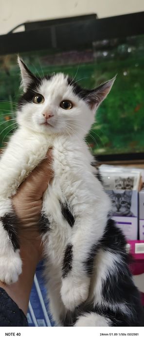 Watlan bilan Angorani bollari