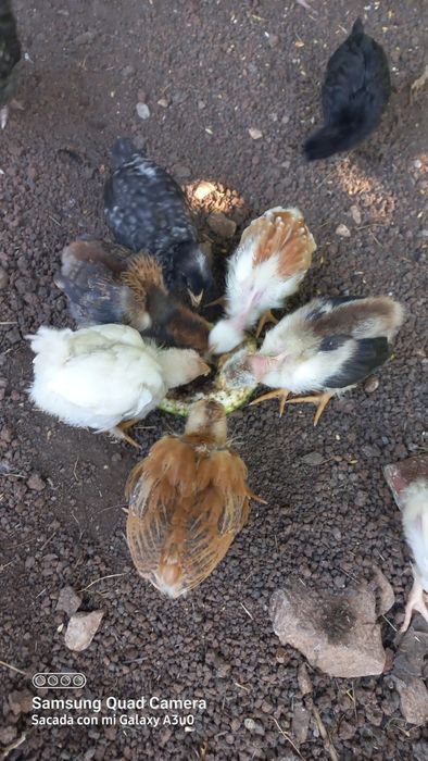 Pui de găină, de iepure și boboci de rață