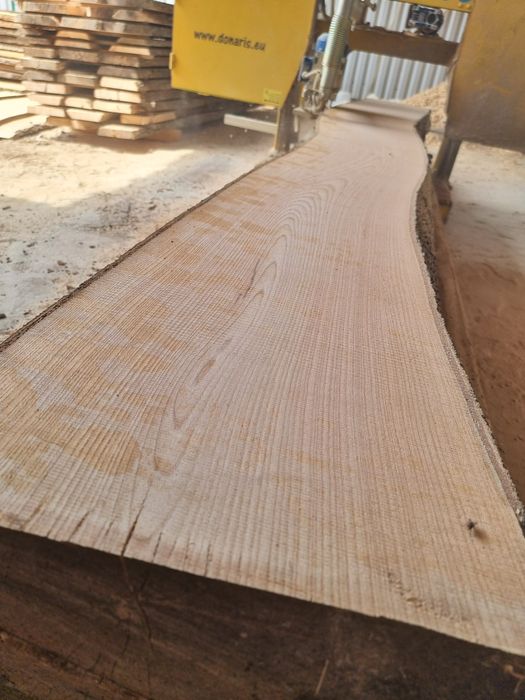 Cherestea uscata frasin.