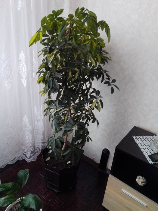 Дървото на парите