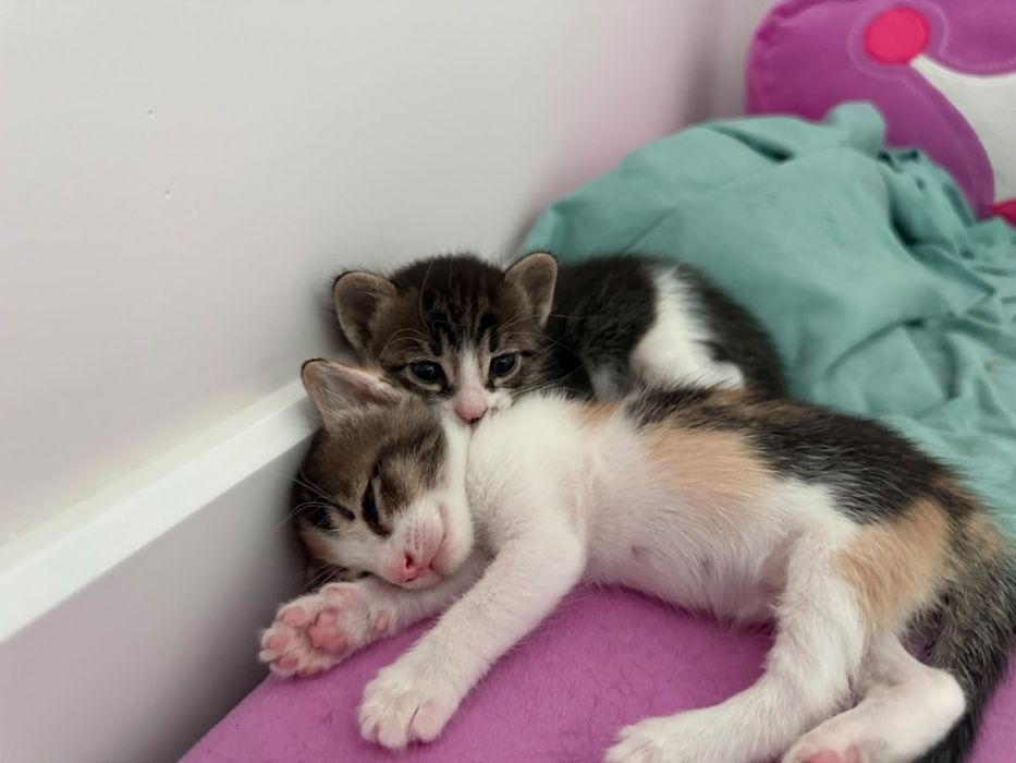 Продам милых котят