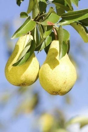 Pomi Fructiferi Pitici Dwarf la ghiveci