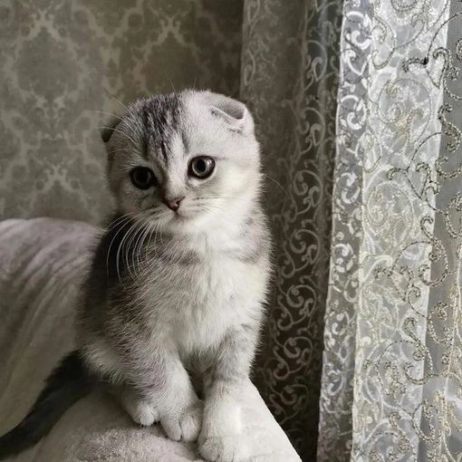 Шотландский вислоухий