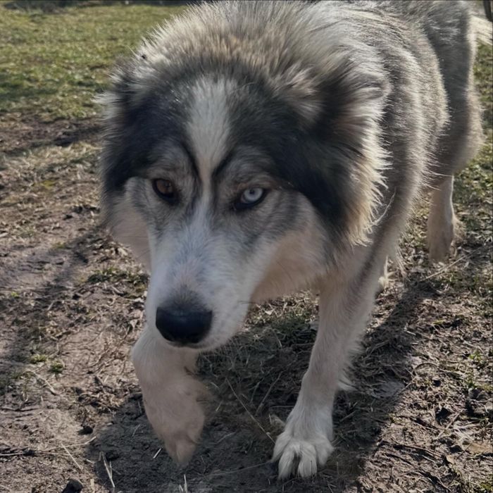 Щенки хаски ищут дом