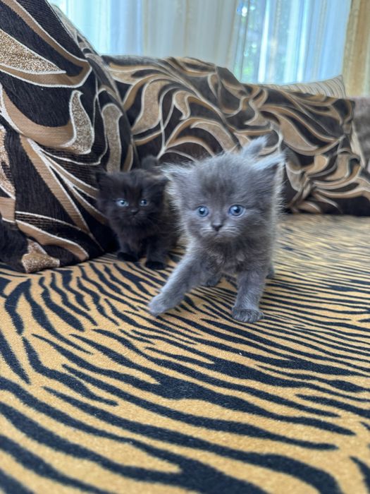 Котята 1 мес (девочки)