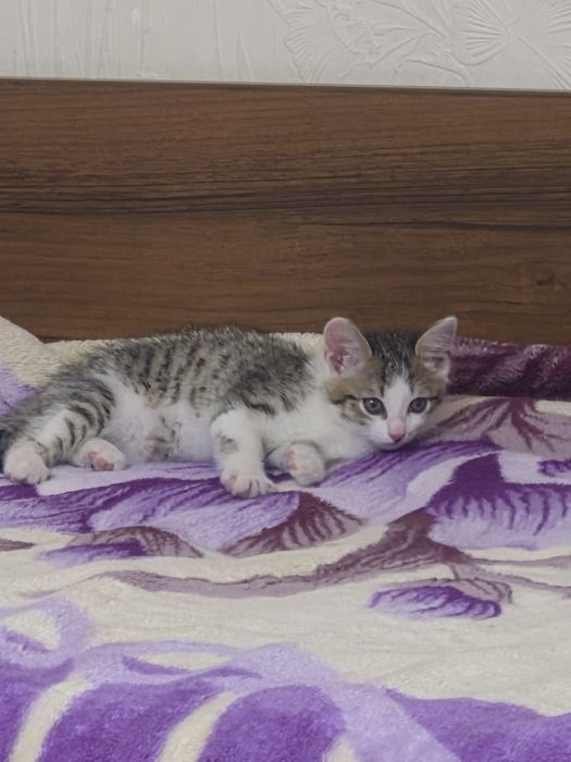 Отдам  мальчик котёнка