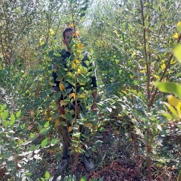 Manzarali daraxtlar tez va arzon narxlarda sotiladi