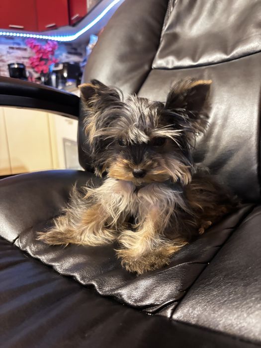Mascul rasa yorkshire terrier 4 luni