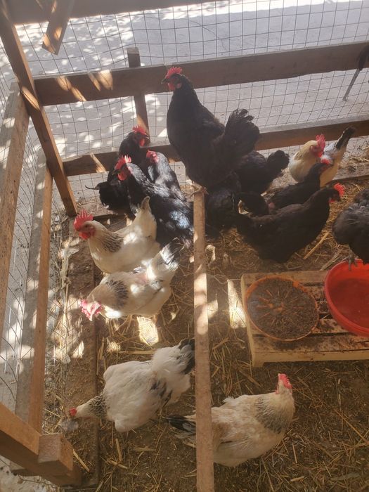 Uyda boqilgan tovuqlar sotiladi