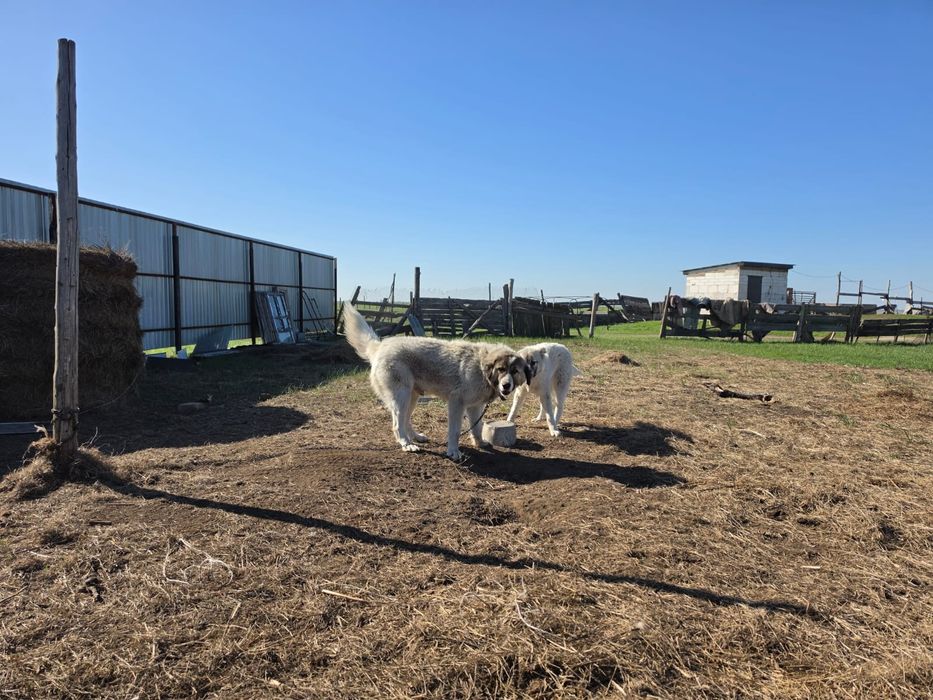 Қазақ төбеті сатылады!