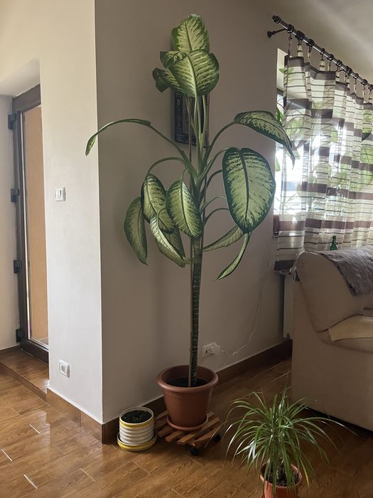 Plante ornamentale - Dieffenbachia & Dracaena