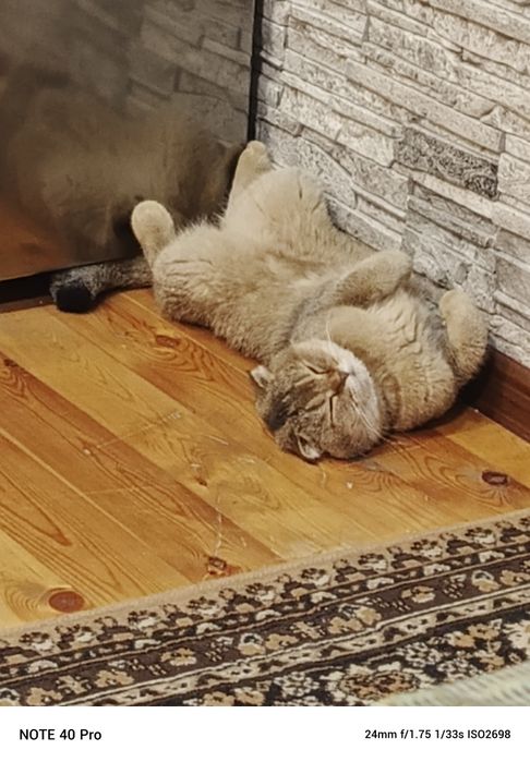 Продается  шатланский   катенок