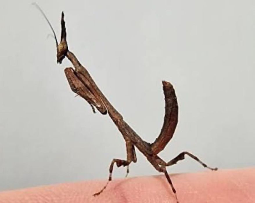 Богомол Phyllothelys breve